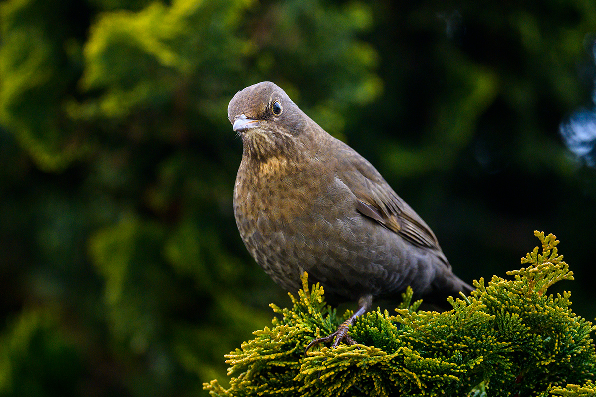 20210123_NZ7_2229NF.jpg