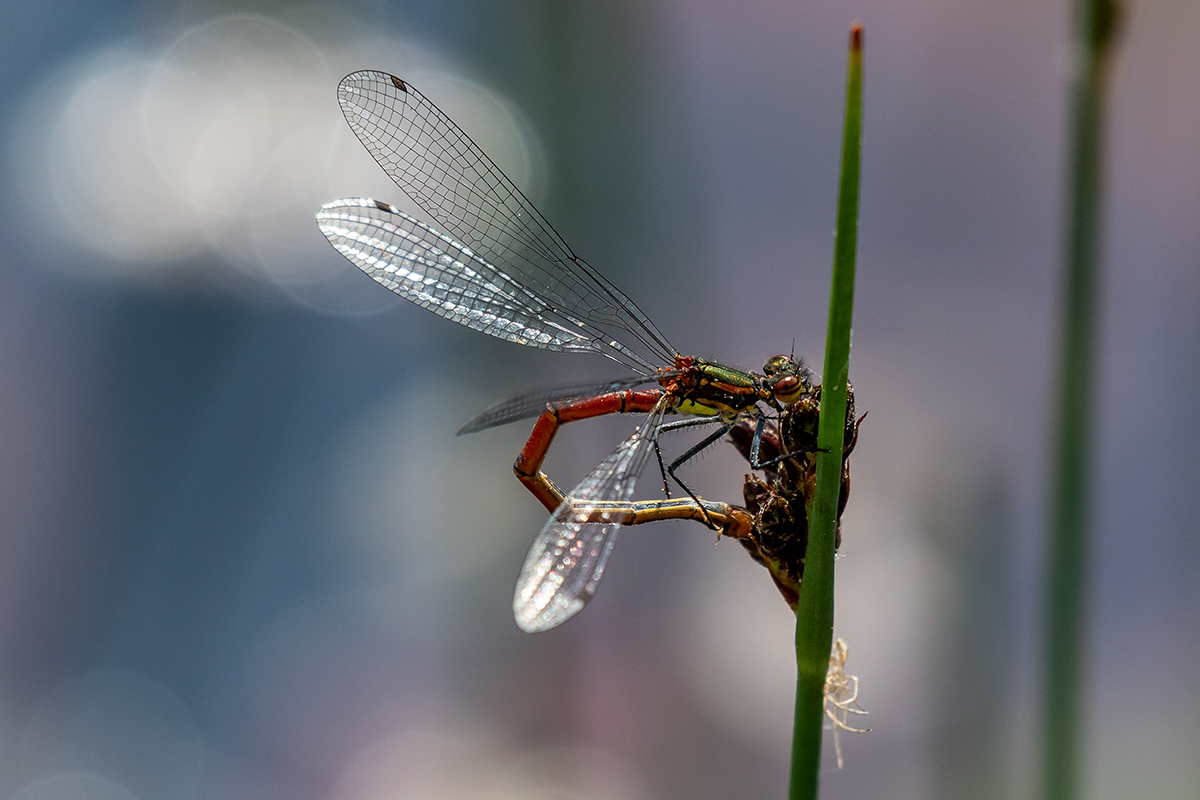 20180503_D500_0252NF.jpg