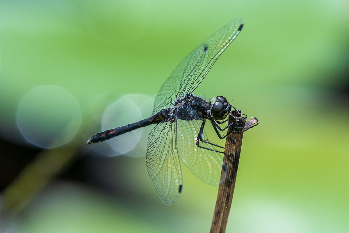 20190810_D500_0276NF.jpg