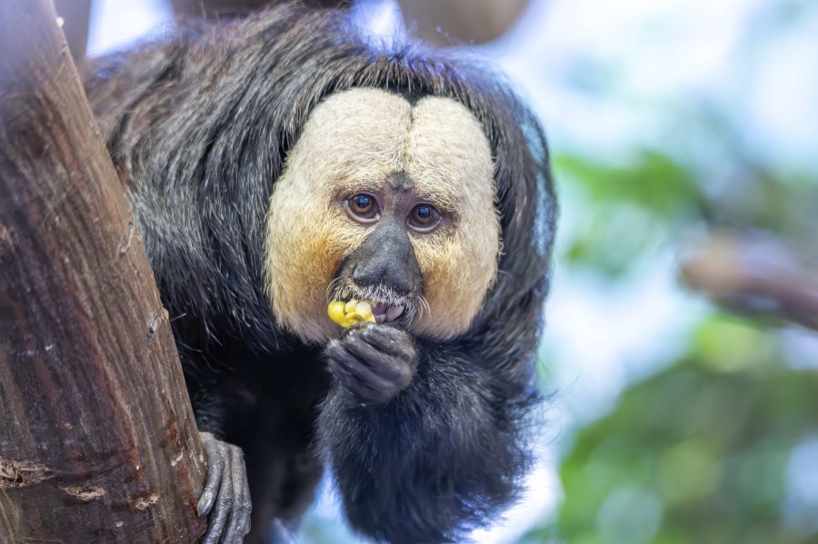 zoovienna23_39.jpg