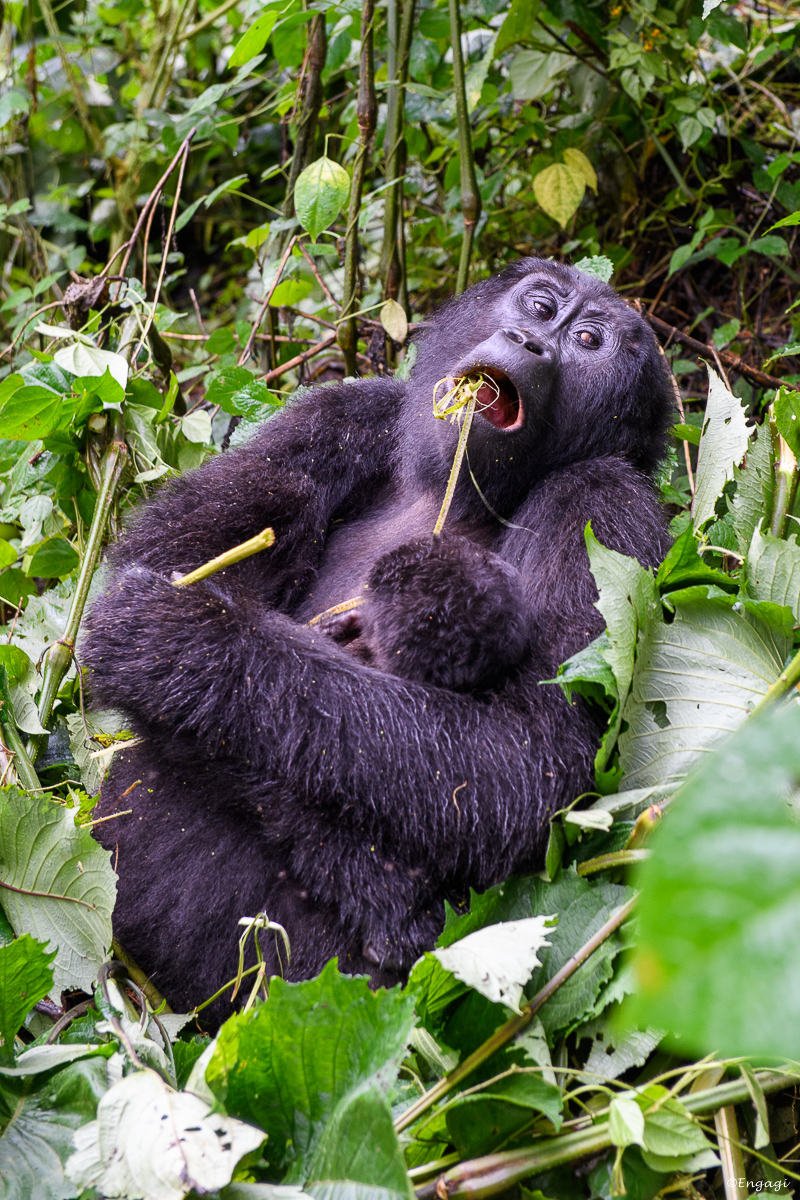 Uganda%201930.jpg