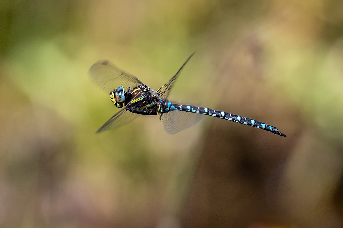 20180912_ND5_1101NF.jpg