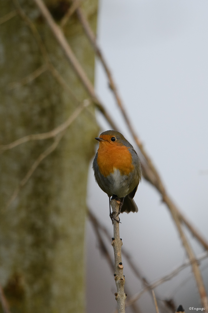 DSC_7988.jpg