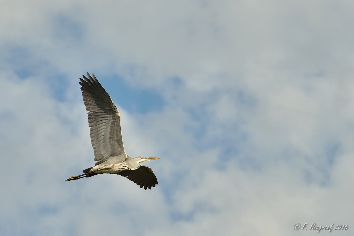 29650513550_a257e770d8_o.jpg