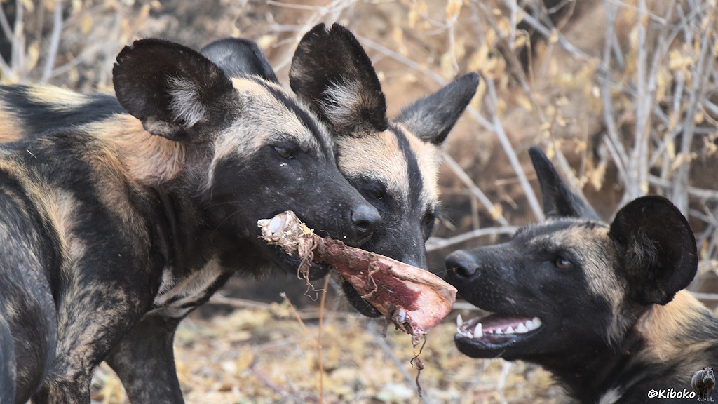 Das Bild zeigt das Porträt von drei Wildhundköpfen die sich ein Rippenstück teilen.