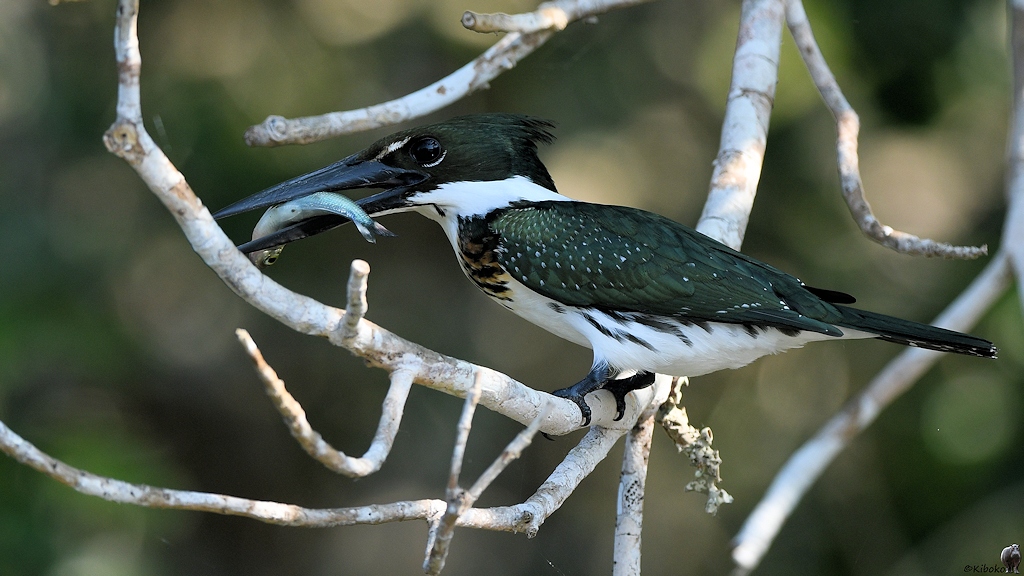 Grün-weißer Eisvogel mit Fisch im Schnabel
