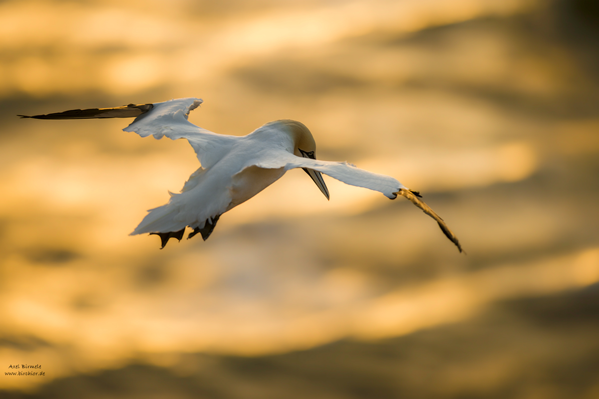 20190503_1346_PS_LAB_1200Px.jpg