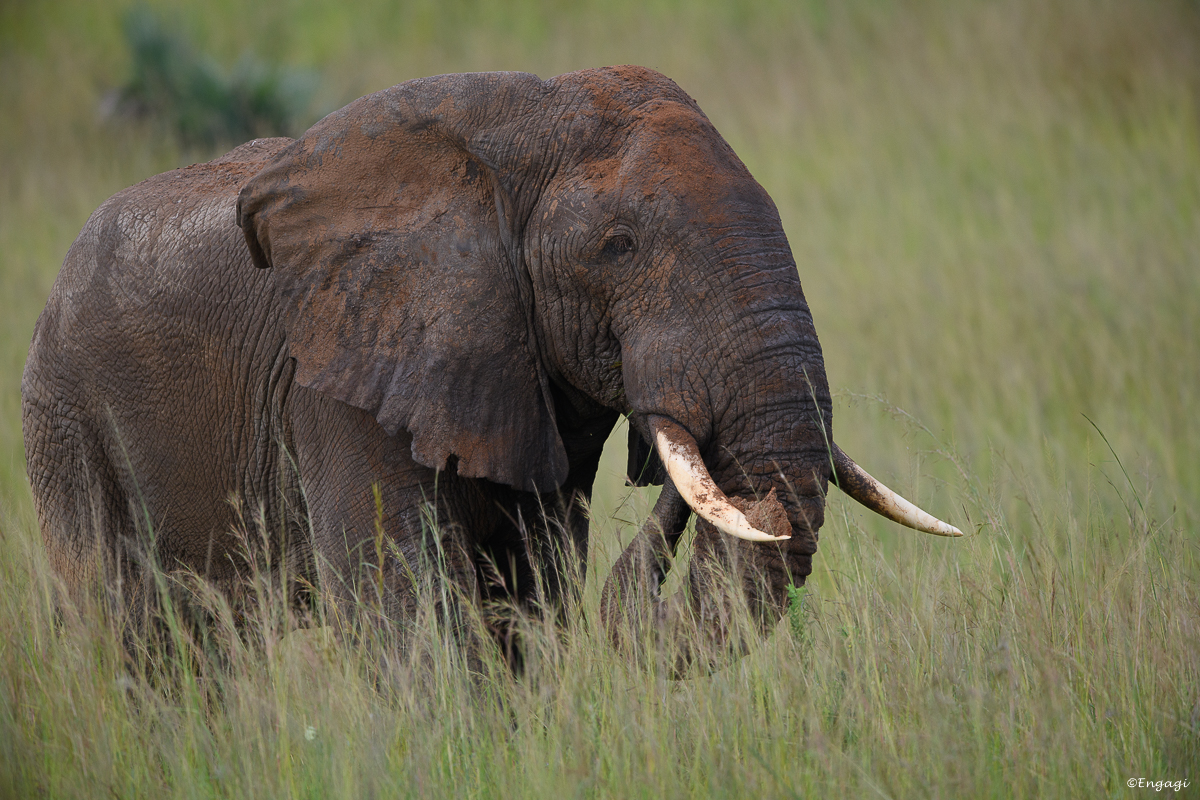 Uganda%200168.jpg