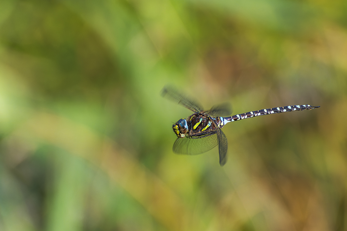 20230823_NZ9_1845_DPNF.jpg