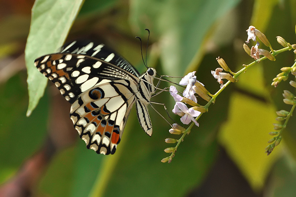 tf-mm-papilio_demoleus.jpg