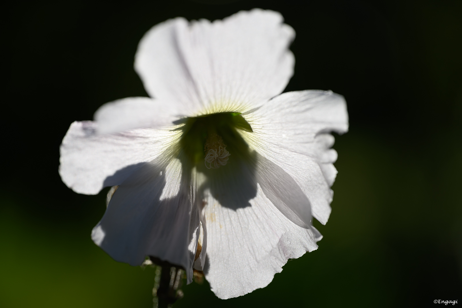 DSC_8566.jpg