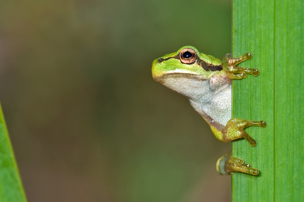 Laubfrosch-Jungtier.jpg