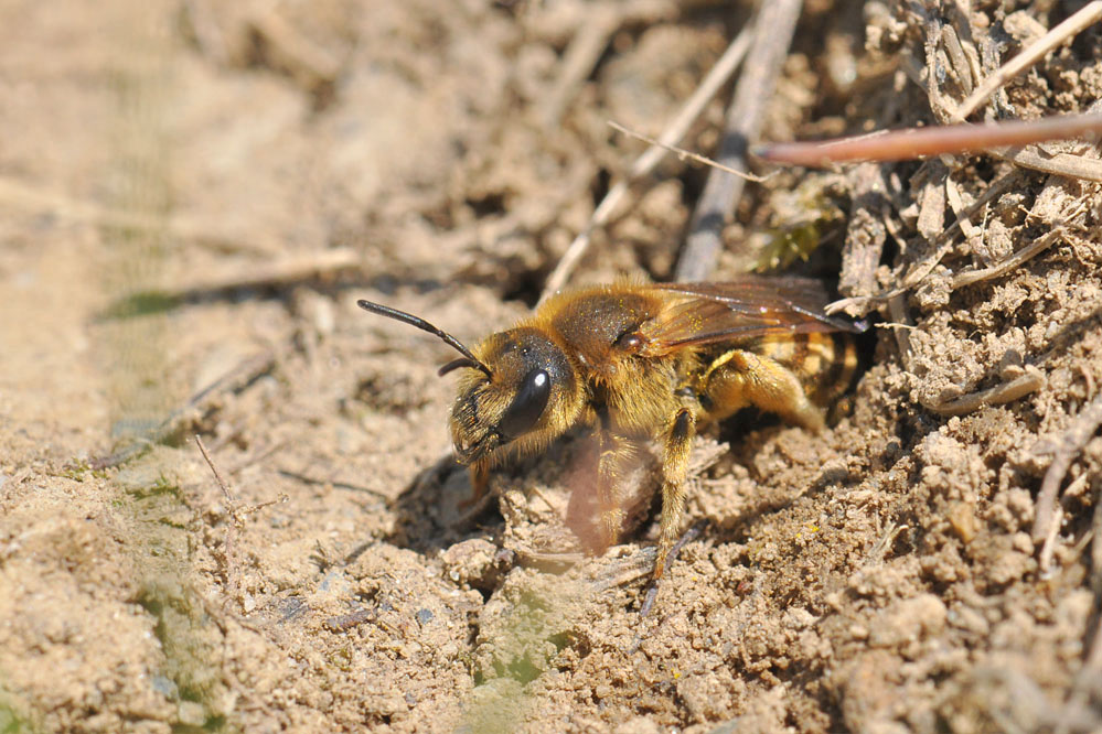 halictus_scabiosae_esenhausen_130508_2.jpg