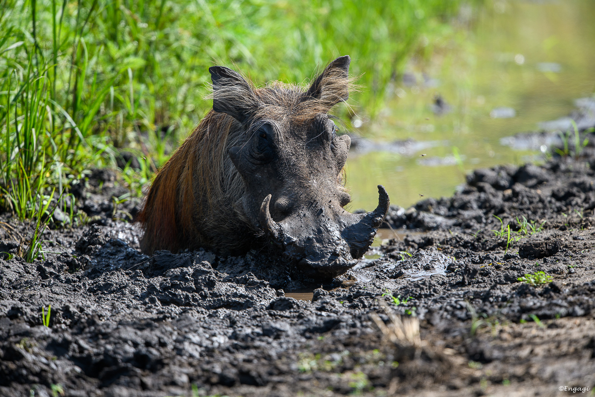 Uganda%201523.jpg