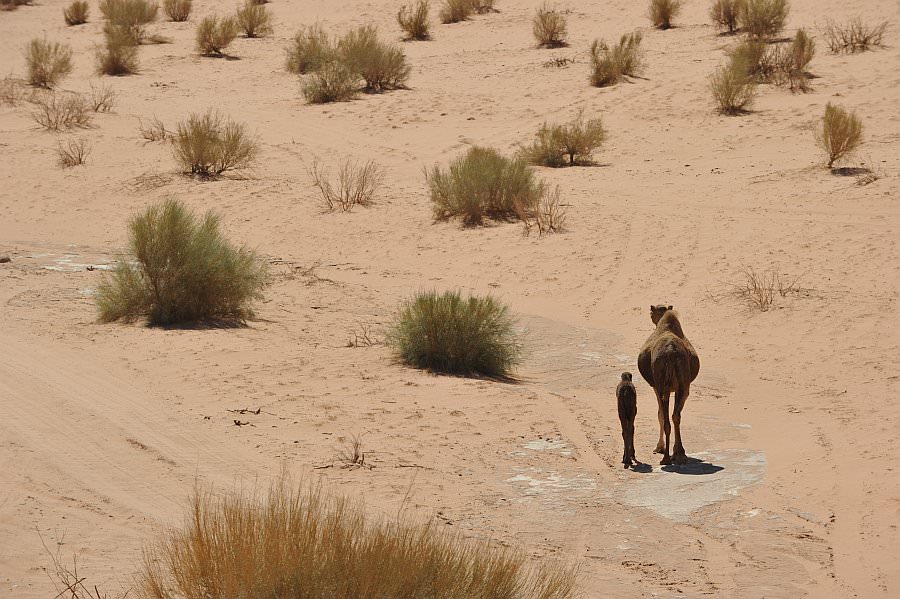 jordanien13_333.jpg