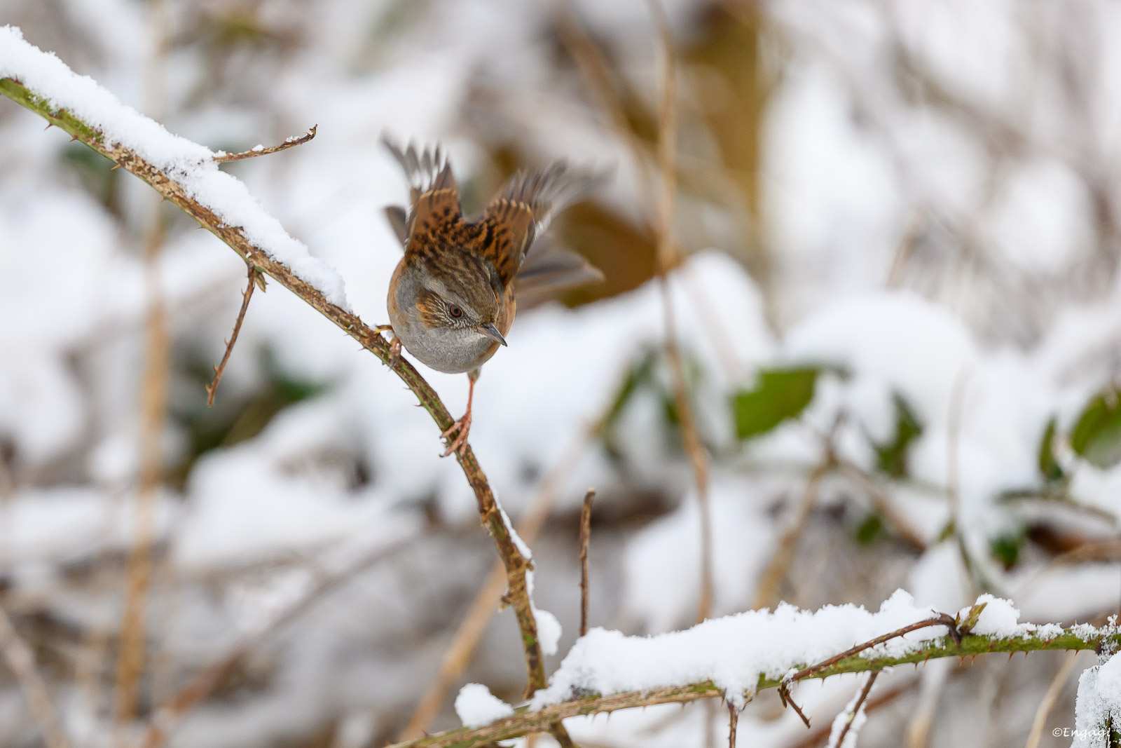 DSC_4954.jpg