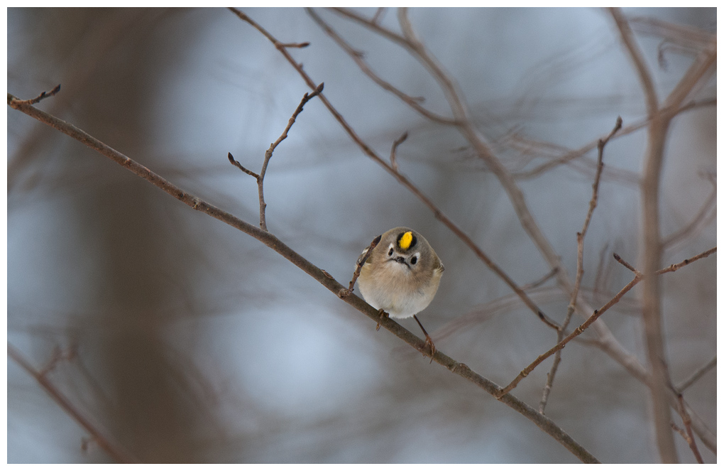 Wintergoldhaehnchen006.jpg