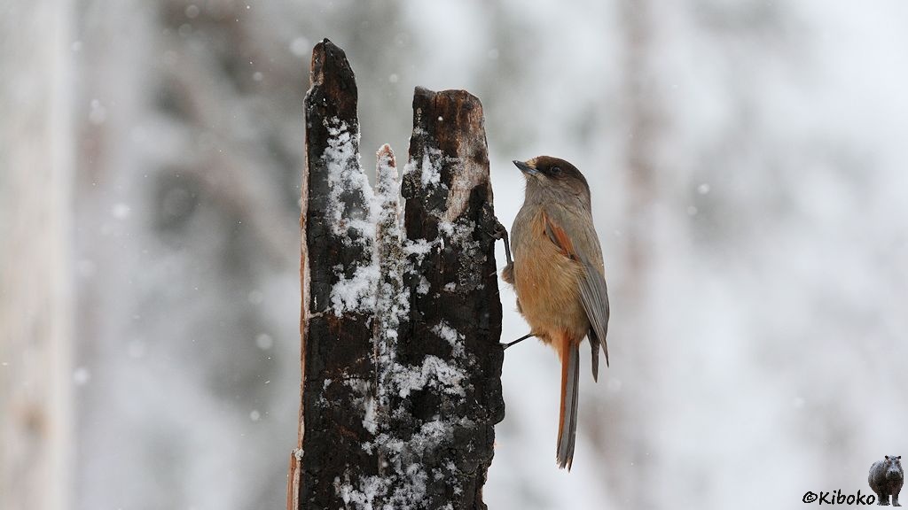 Das Bild zeigt einen kleinen grauen Vogel mit braunem Kopf, hellbraunem Bauch und einem orangebraunem Schulterfleck an der rechten Seite vom Brett sitzen.