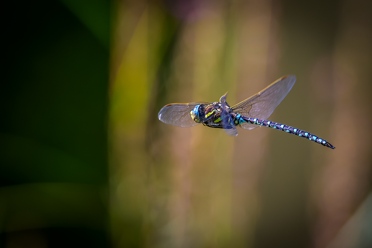 20220829_NZ9_6012_DPNF.jpg