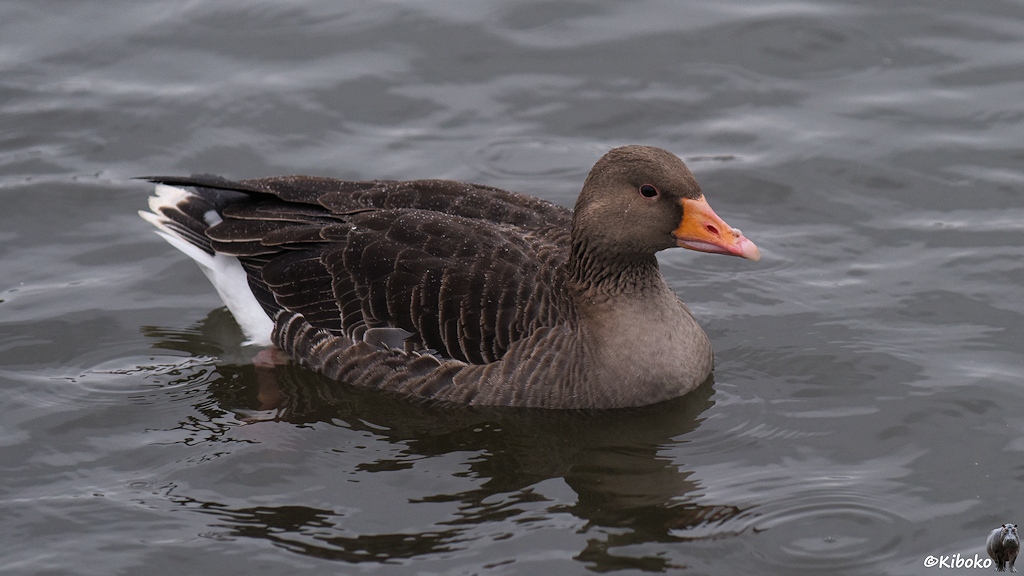 Ein brauner Wasservogel mit orangenem Schnabel und weißem Schwanz schwimmt auf dem Wasser.