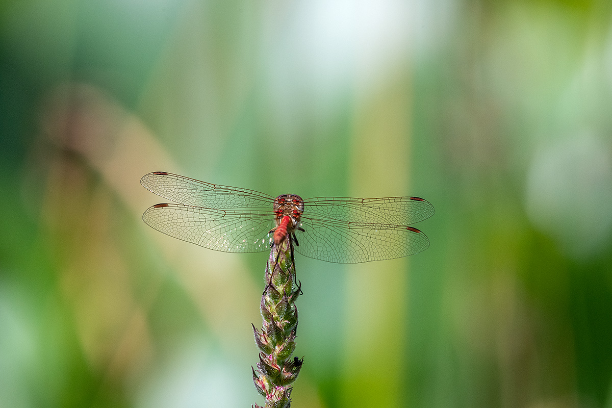 20180731_D850_3468NF.jpg