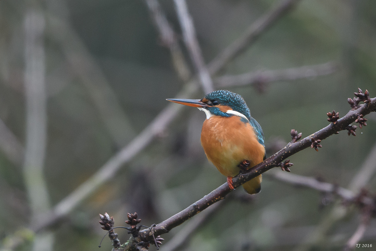 DSC_0223.jpg