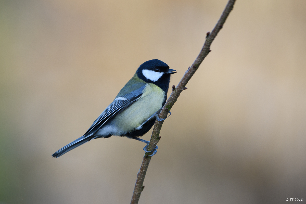 DSC_3470.jpg