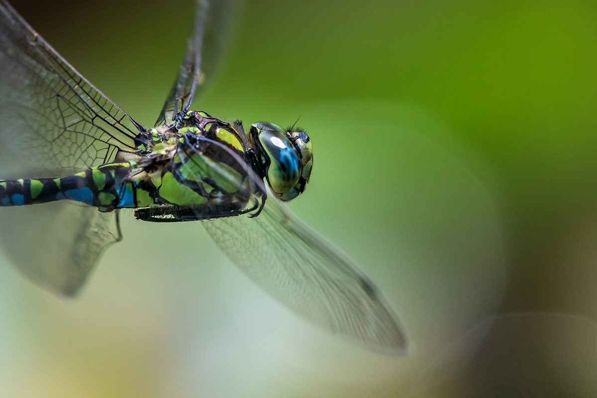 20190825_D500_1788NF.jpg