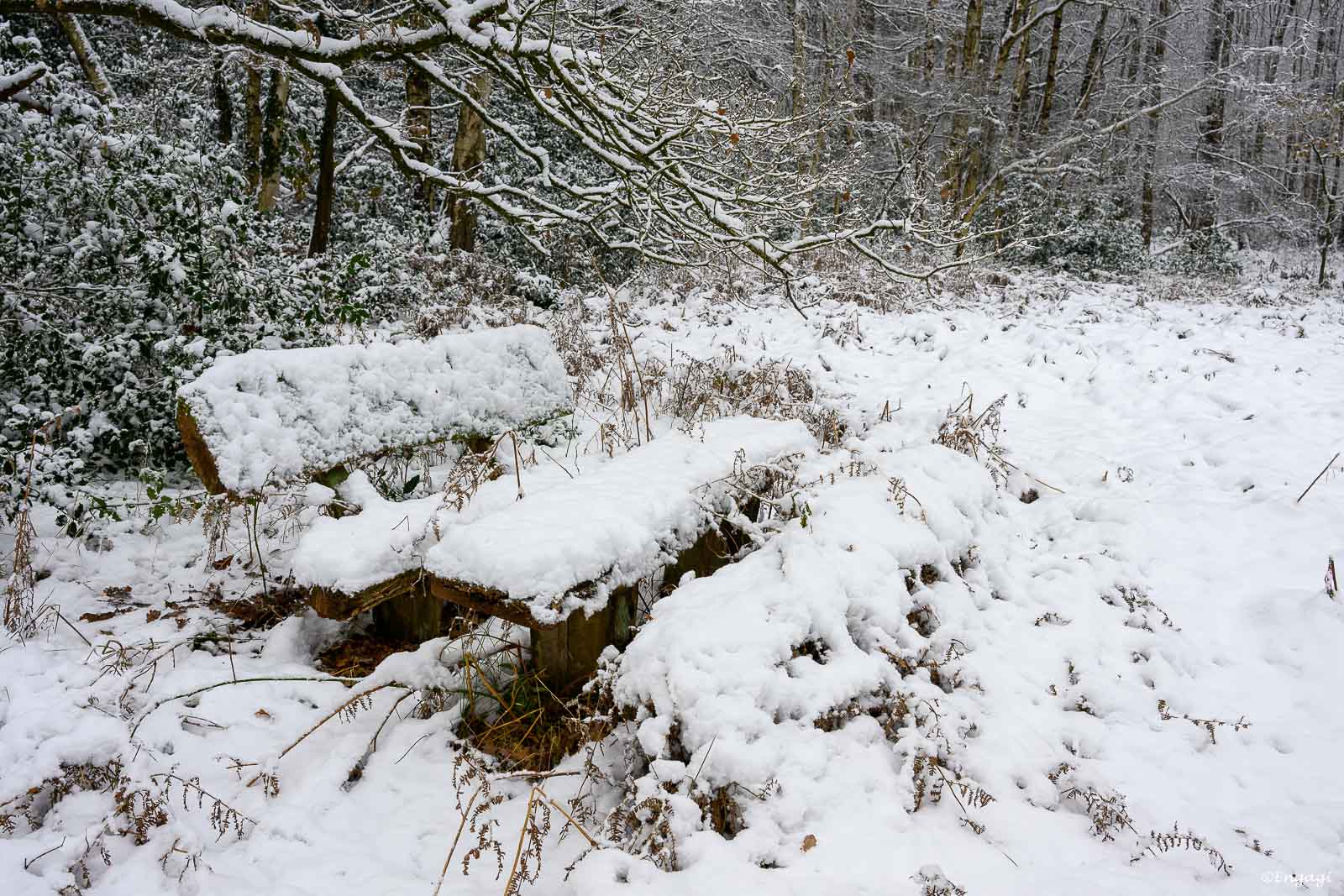 DSC_2177.jpg