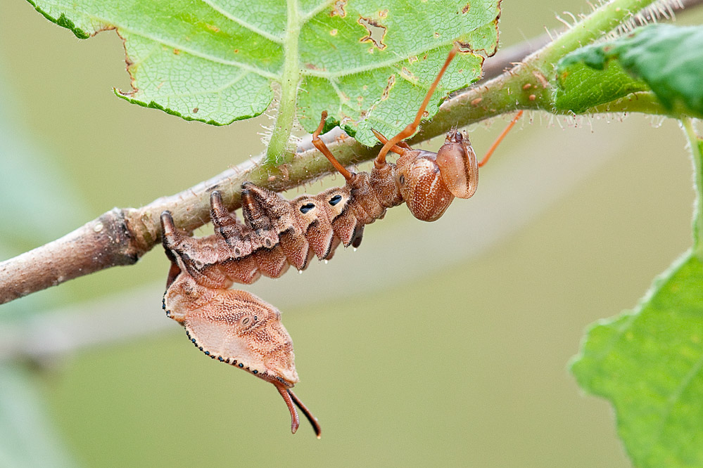 nf_stauropus_slo_stanjel_130627.jpg
