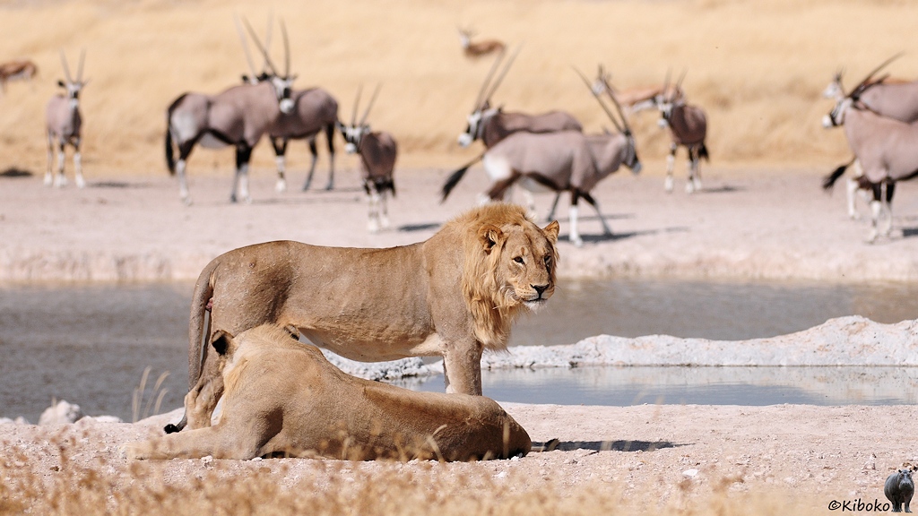 Zwei Löwen sind zusammen am Wasserloch. Ein Löwe liegt, der zweite steht. Im Hintergrund stehen Oryx am Wasserloch.