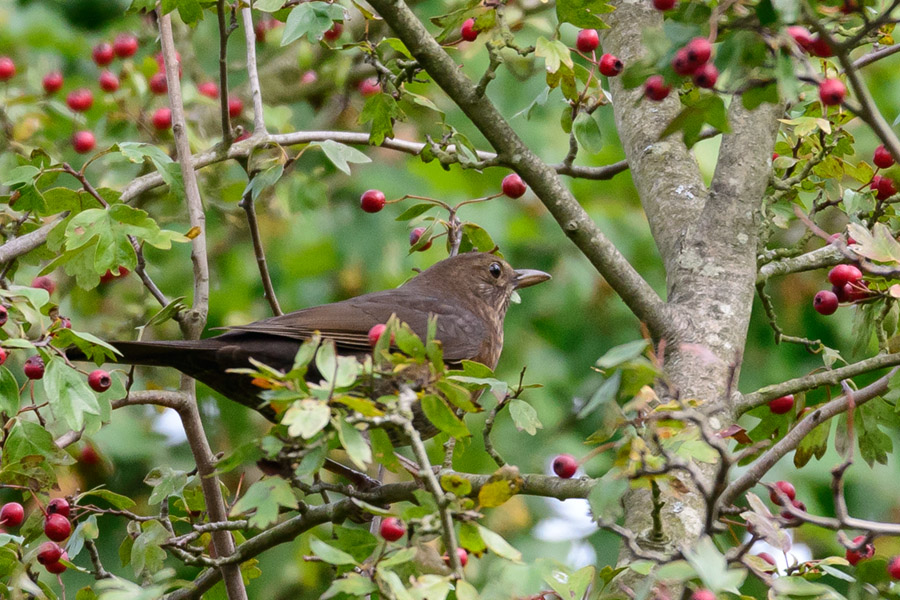 amsel_7787.jpg