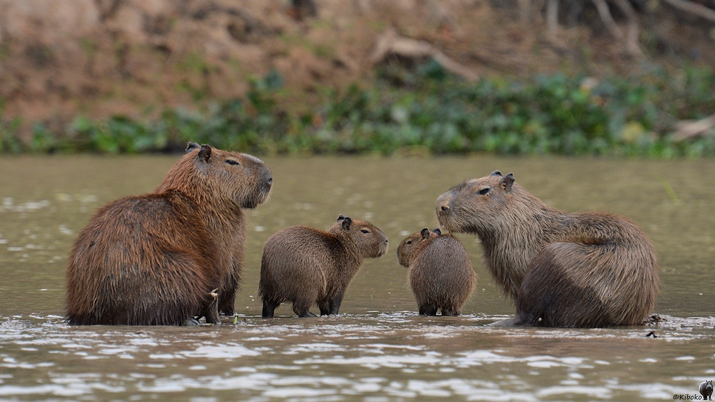 Capybarafamilie aus Eltern mit zwei Kindern sitzen entspannt auf einer Sandbank