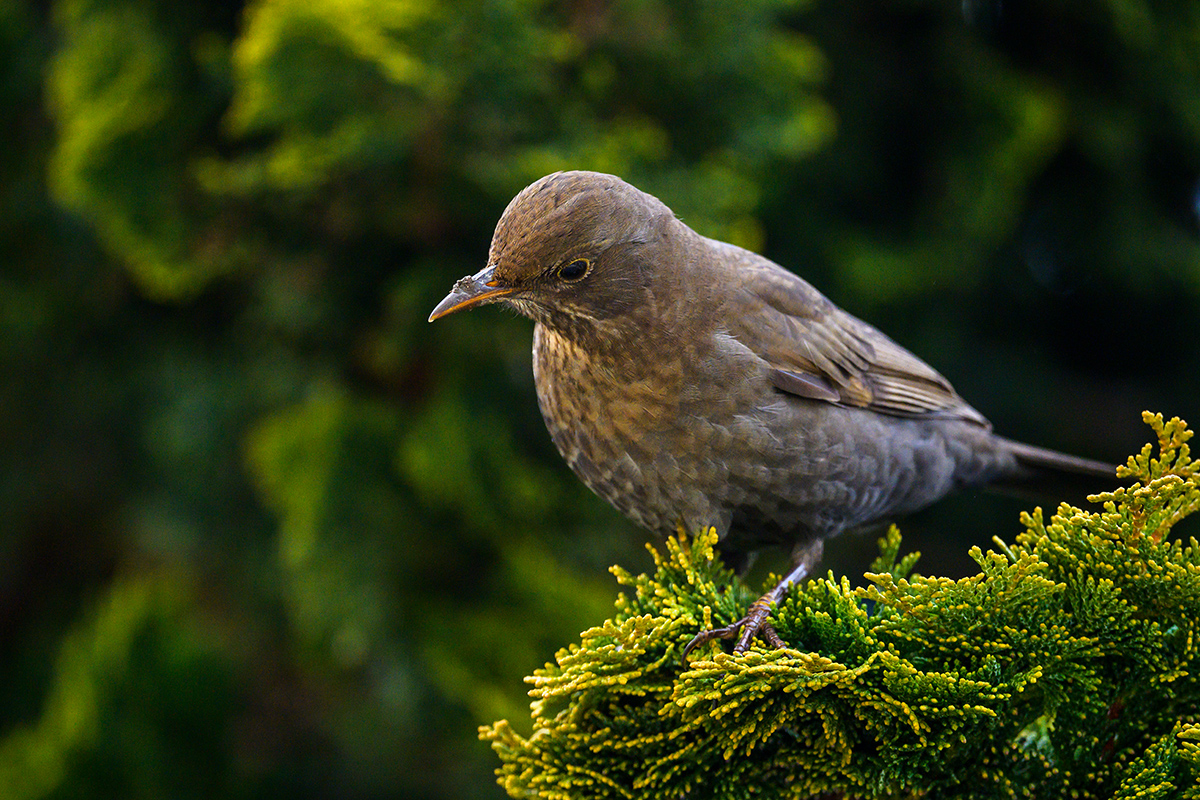 20210123_NZ7_2223NF.jpg