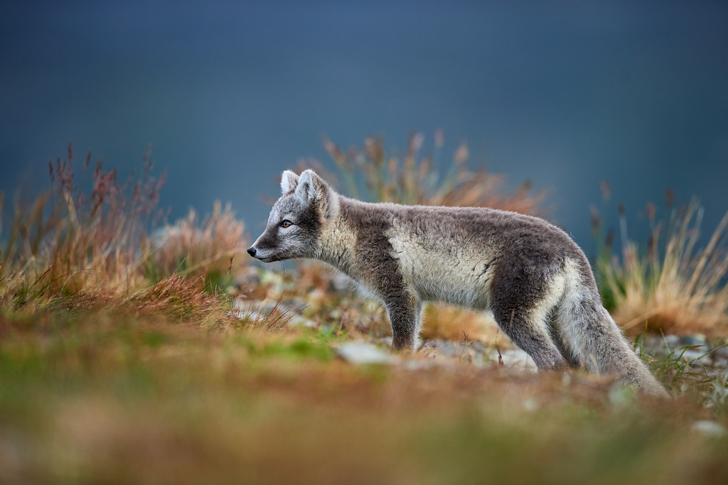 DSC_7660-XL.jpg
