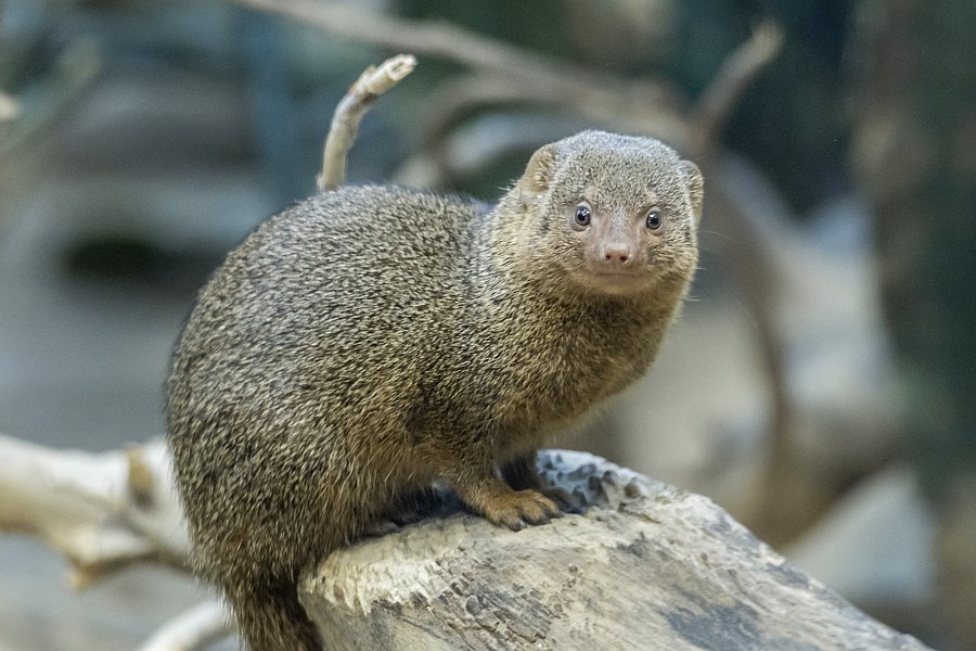 zoovienna22_22.jpg