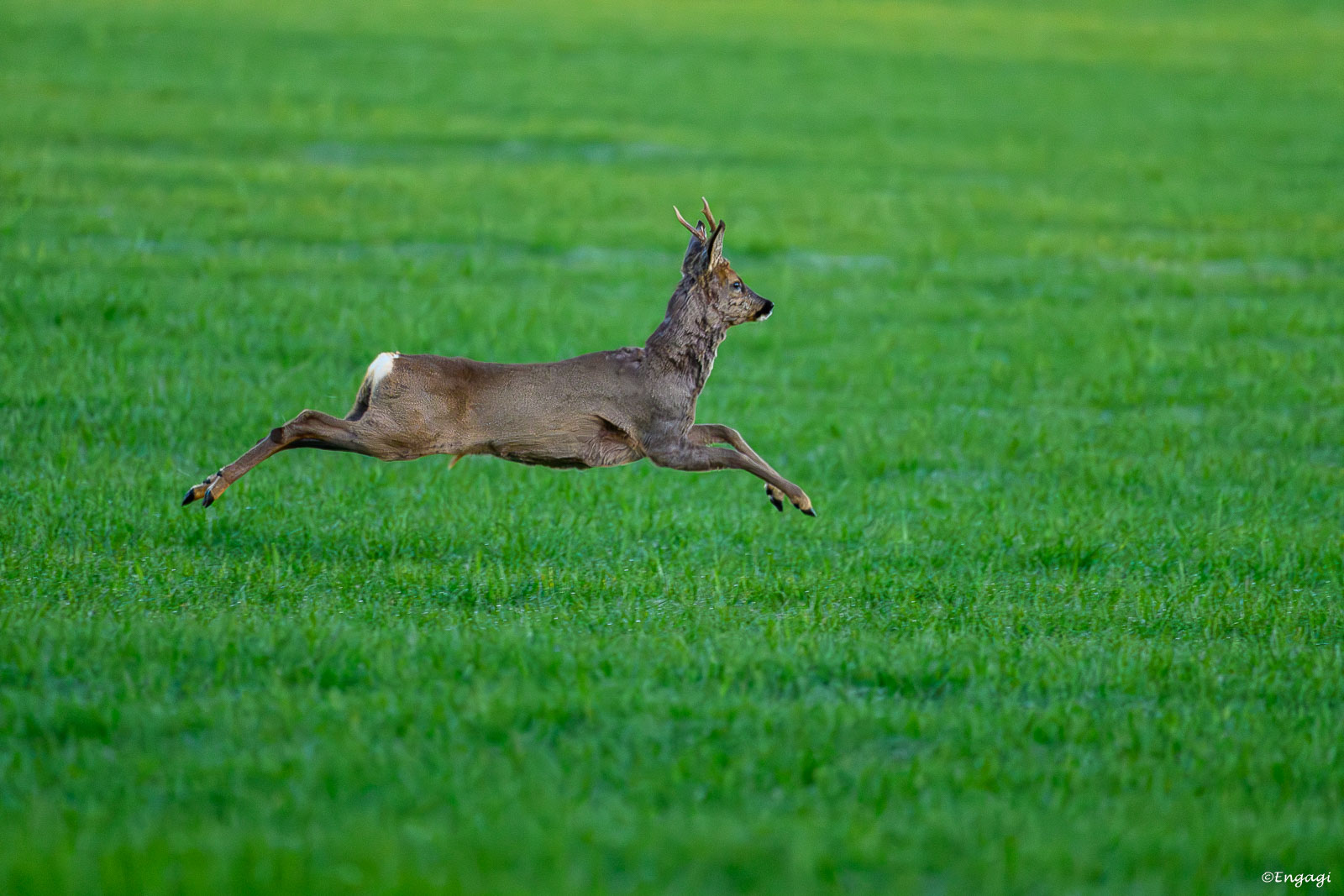 DSC_8130.jpg