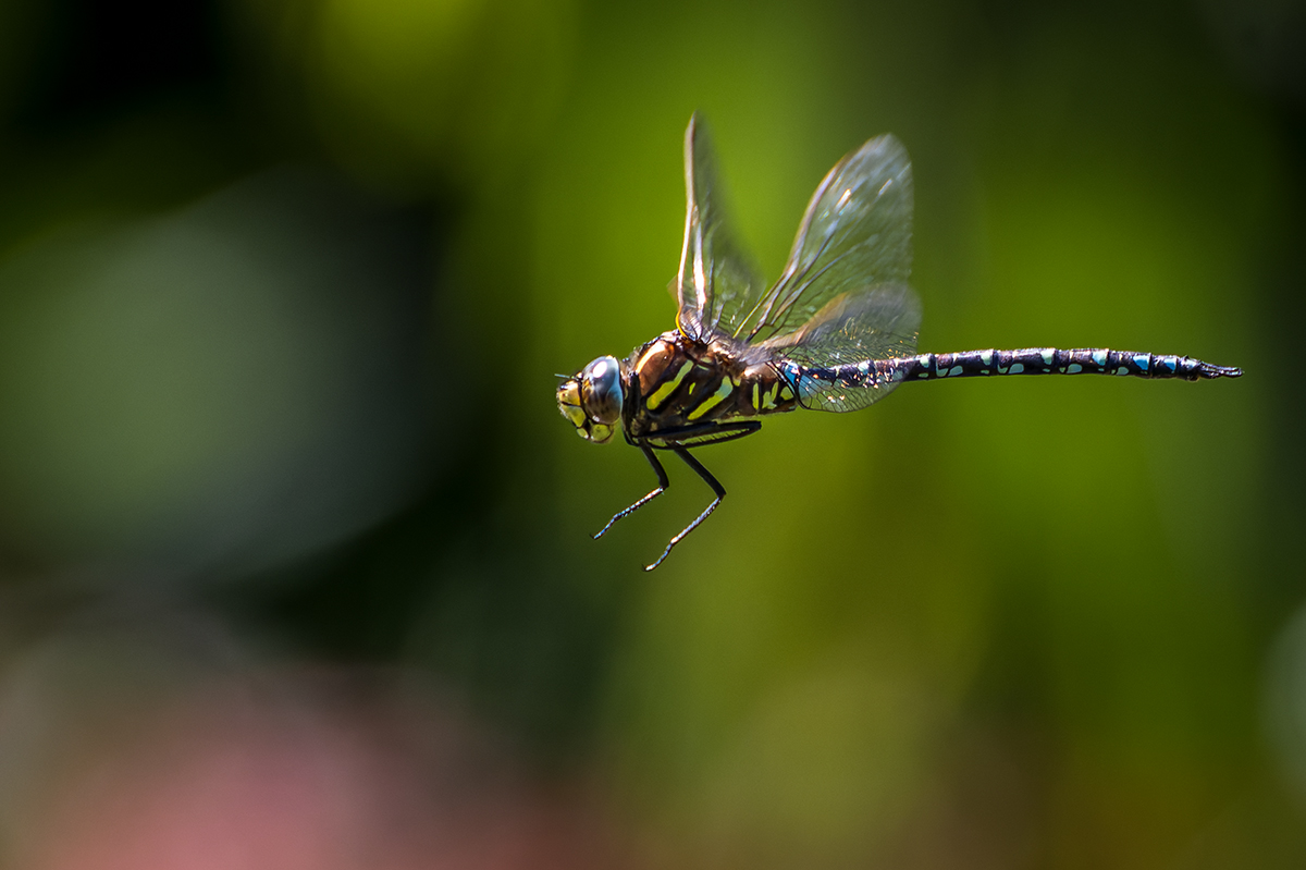20230814_NZ9_1058_DPNF.jpg