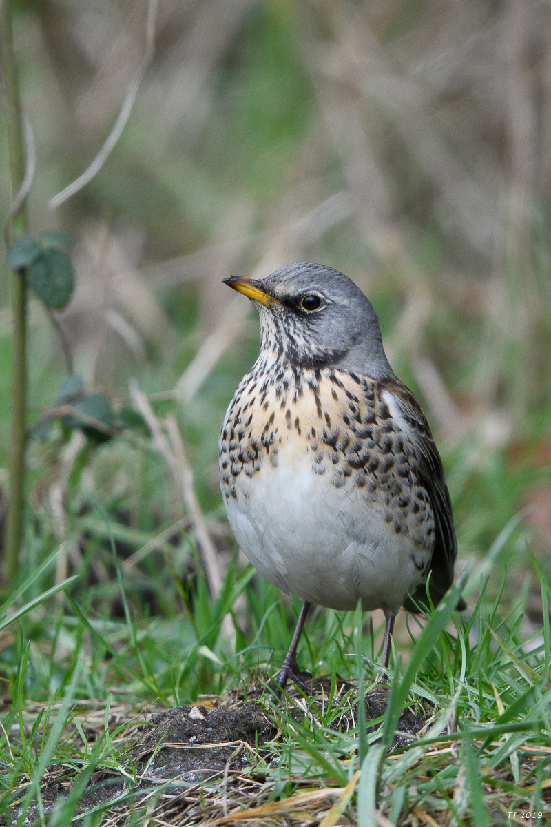 DSC_6916.jpg
