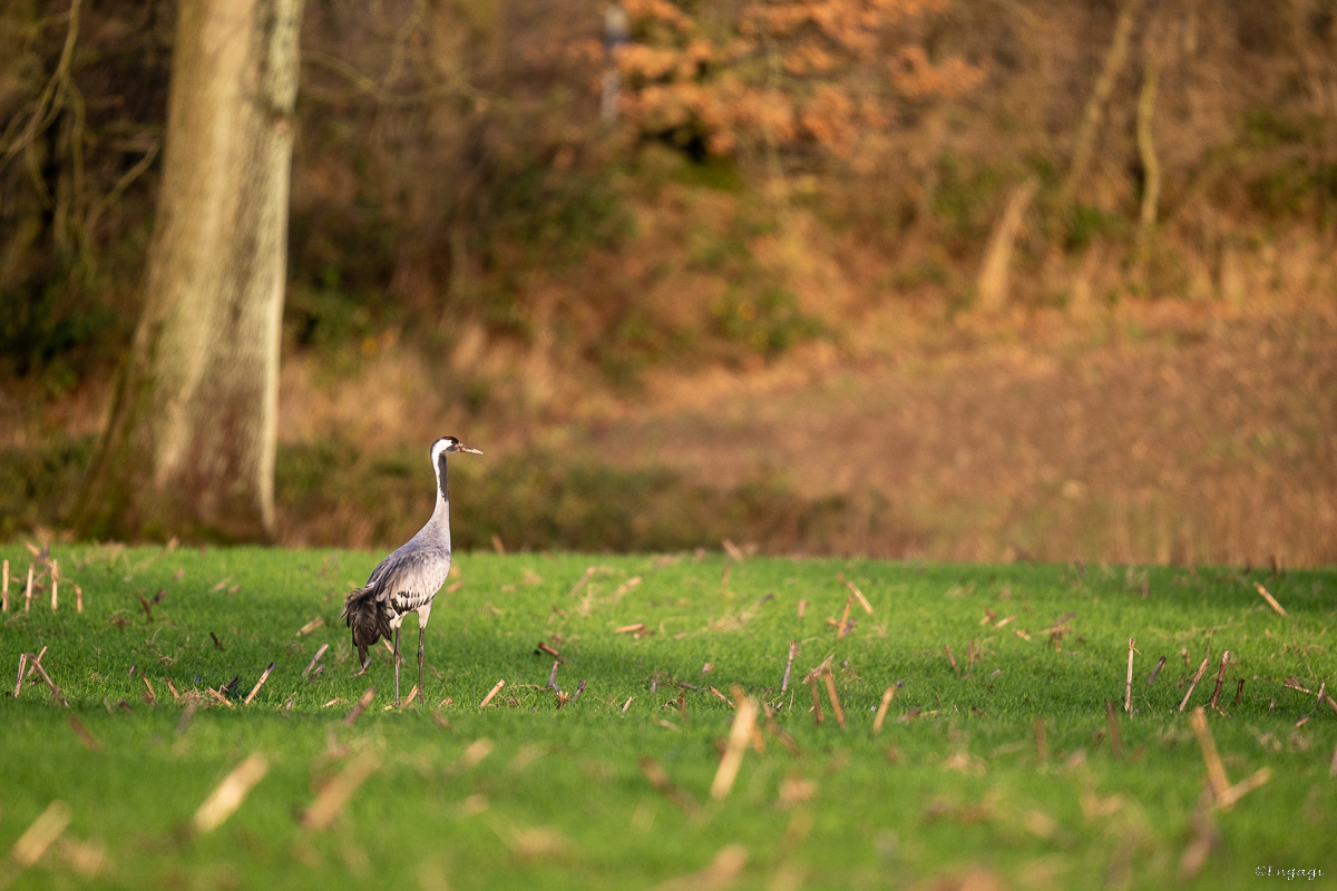 DSC_7632.jpg