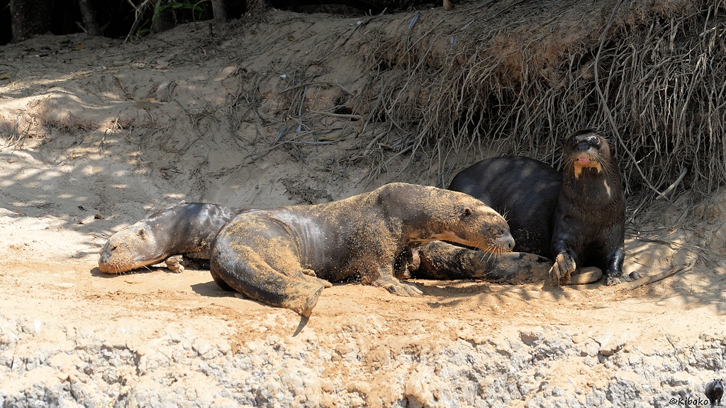 Drei Riesenotter bei der Siesta