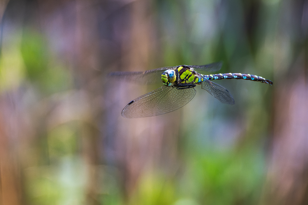 20240903_NZ8_1240_DPNF.jpg