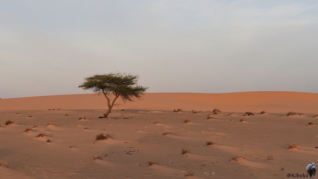 Das Bild zeigt eine Akazie in einer hellbraunen Sandwüste. Im Hintergrund sind Berge aus Sand.