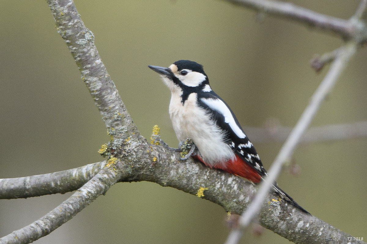 DSC_3850.jpg