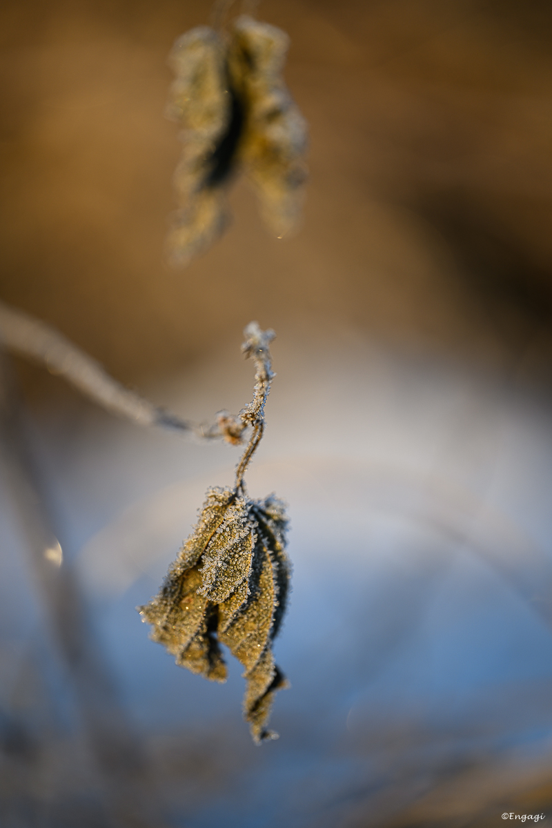 DSC_0065.jpg