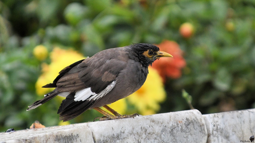 s268_Bishkek_CommonMyna_6036.jpg