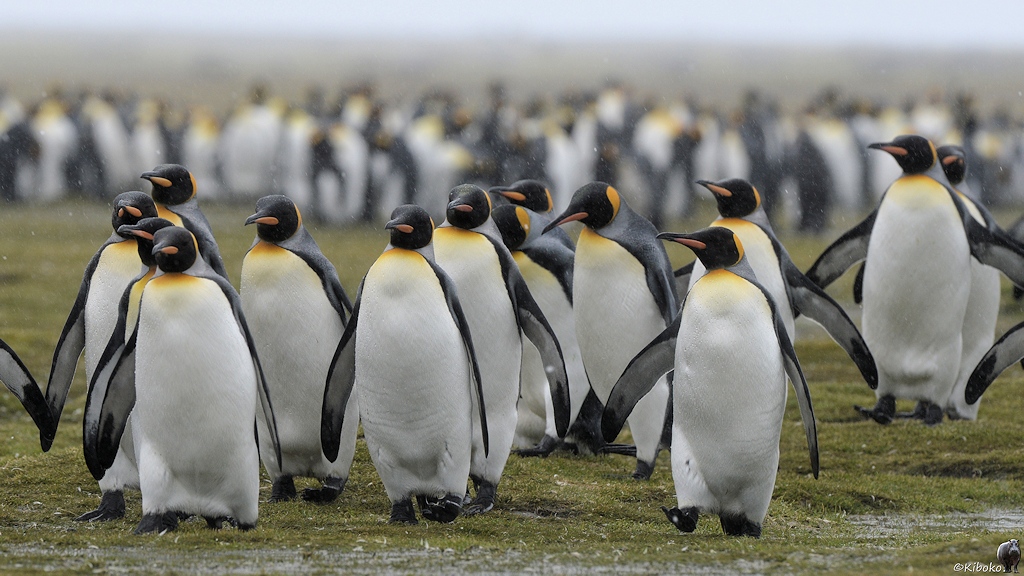 Eine Gruppe Köngispinguine