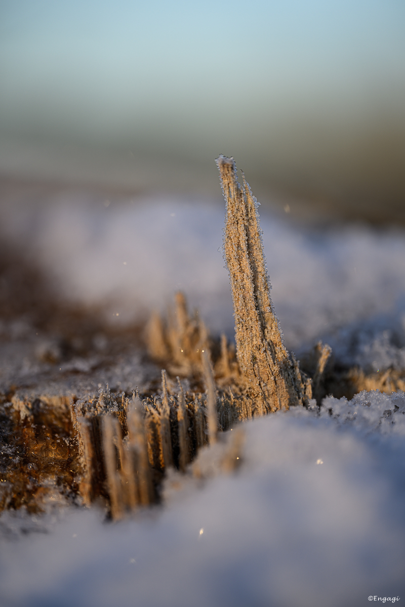 DSC_0059.jpg