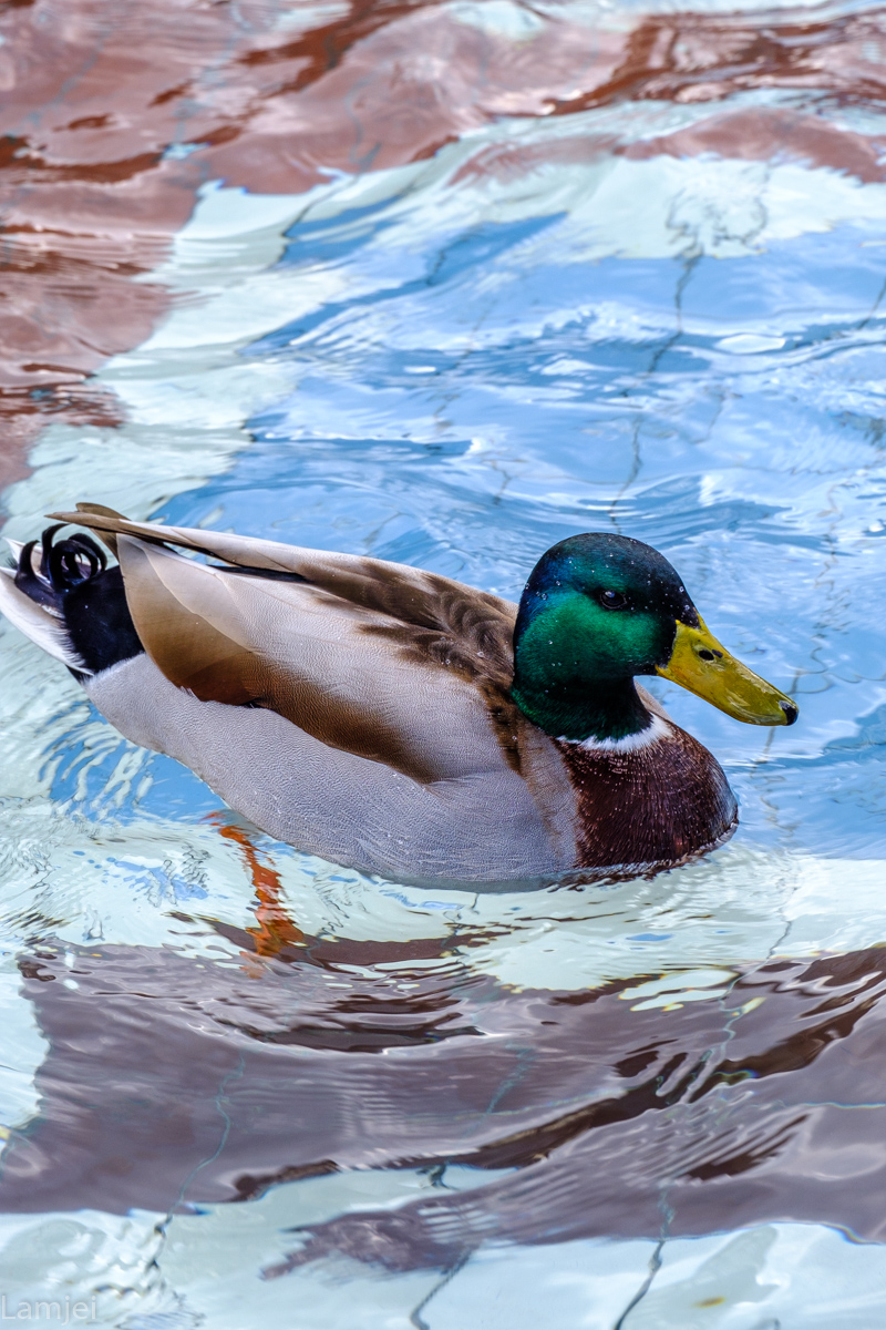 DSCF9290.jpg