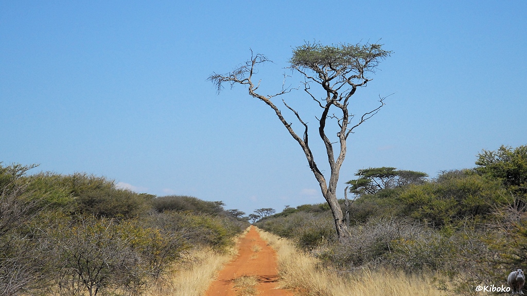 Orangefarbener Sandweg zwischen grünen Büschen auf dem Gelände des CCF. Ein trockener Baum steht rechts nehben dem Weg.